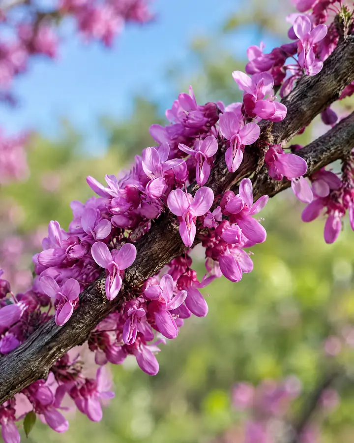 Close-up of magenta redbud blossoms on a branch